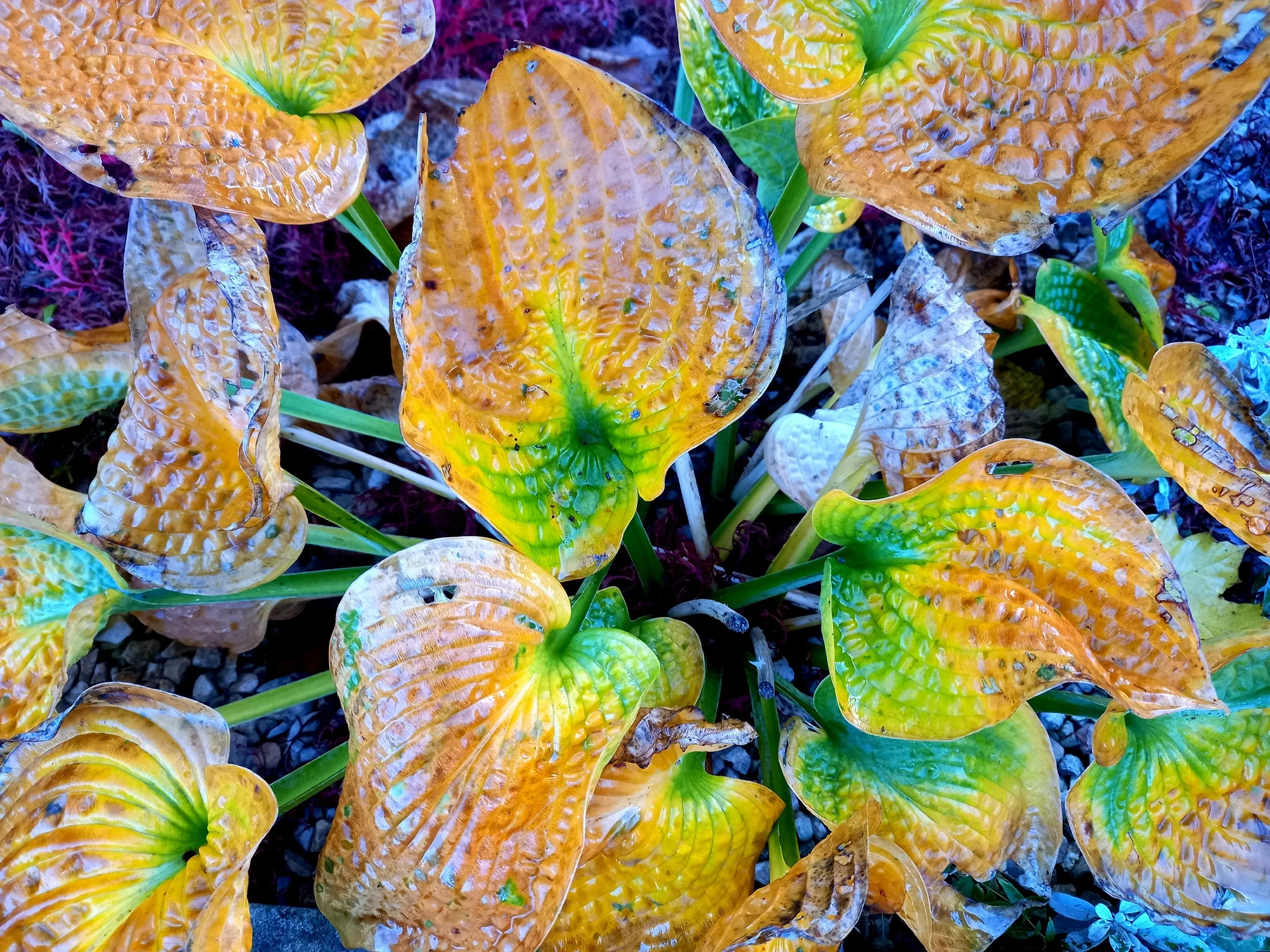 Colourful Hostas die back