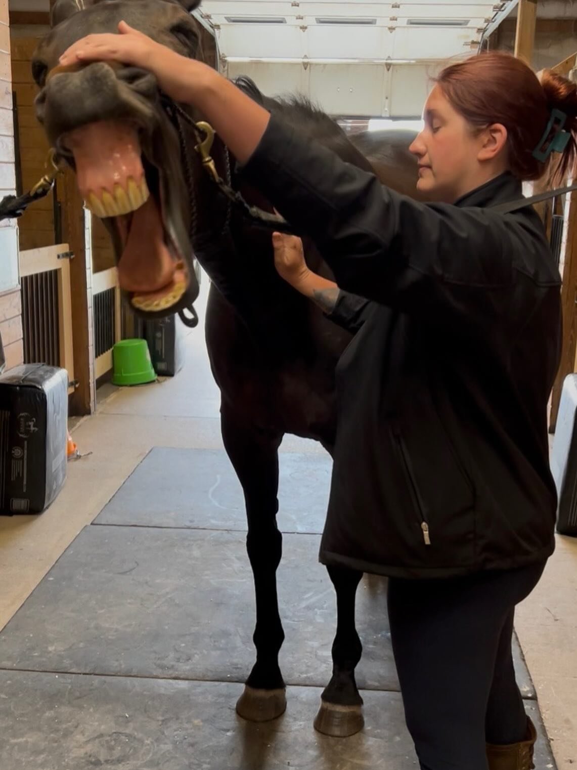 Oakley demonstrating what a fully open TMJ yawn looks like 😂 When they learn the language of release, it’s a beautiful thing to witness.
Thank you @brittthedragon for the great photo (and for letting me get some puppy time in!).
#valkyriee