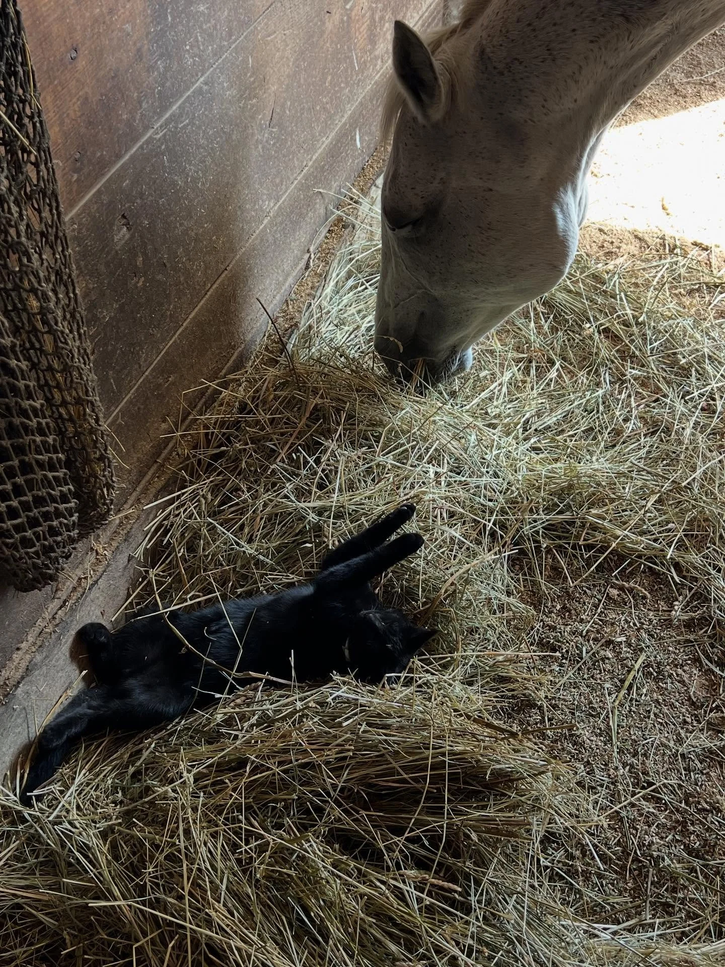 This cutie decided to join in on the bodywork session I was doing on Hope today ❤️ he quickly fell asleep and participated in the energy healing and sound bath. Love seeing how other animals come join my sessions!

I love my job ❤️