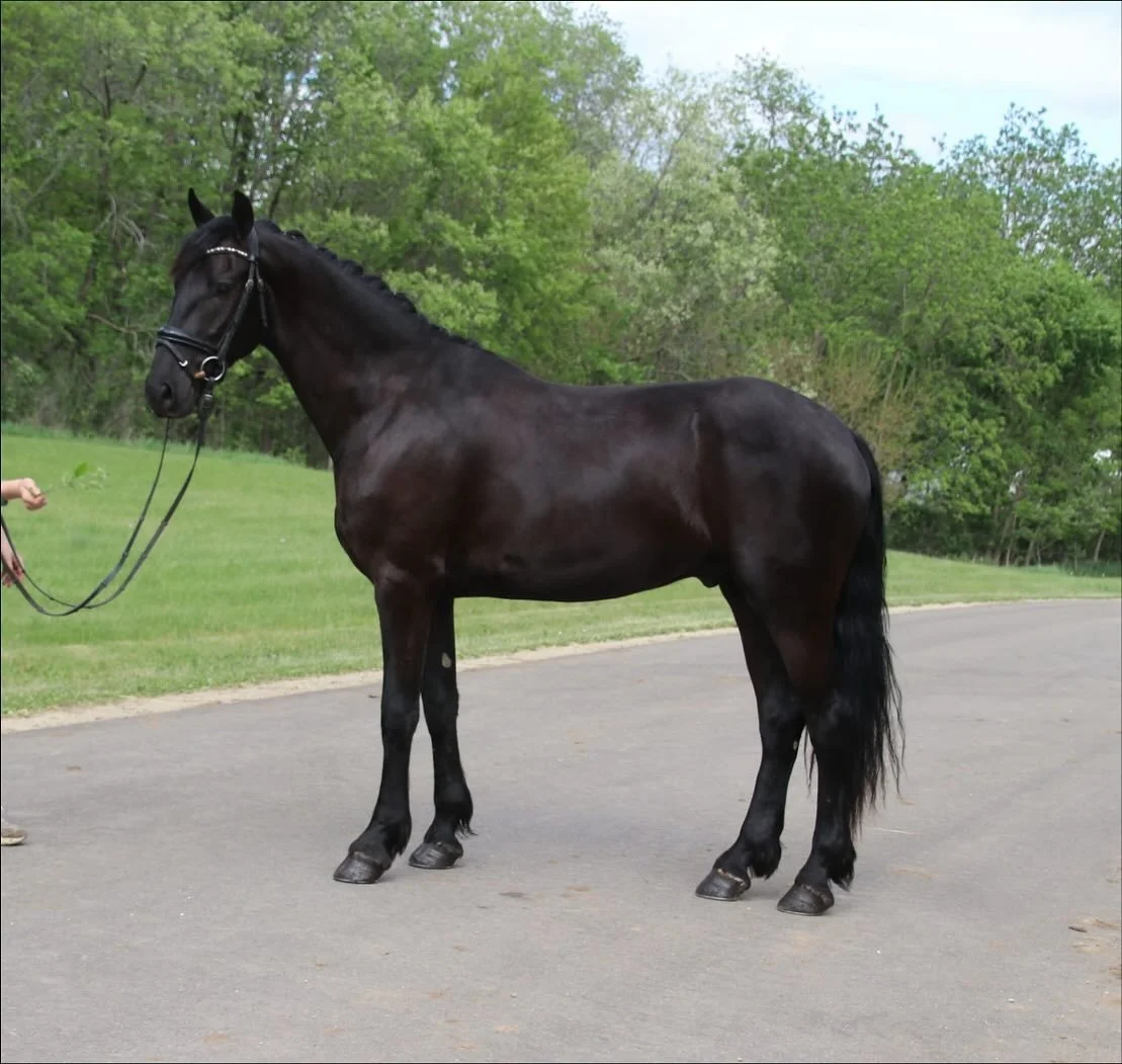 Welcome Denali to the family! 

He is a 3 year old Friesian Morgan cross who is just a gem. He was definitely sent by my previous two horses, Shelton and Lilith. I am so looking forward to our adventures together, and all the teachings he has to offe