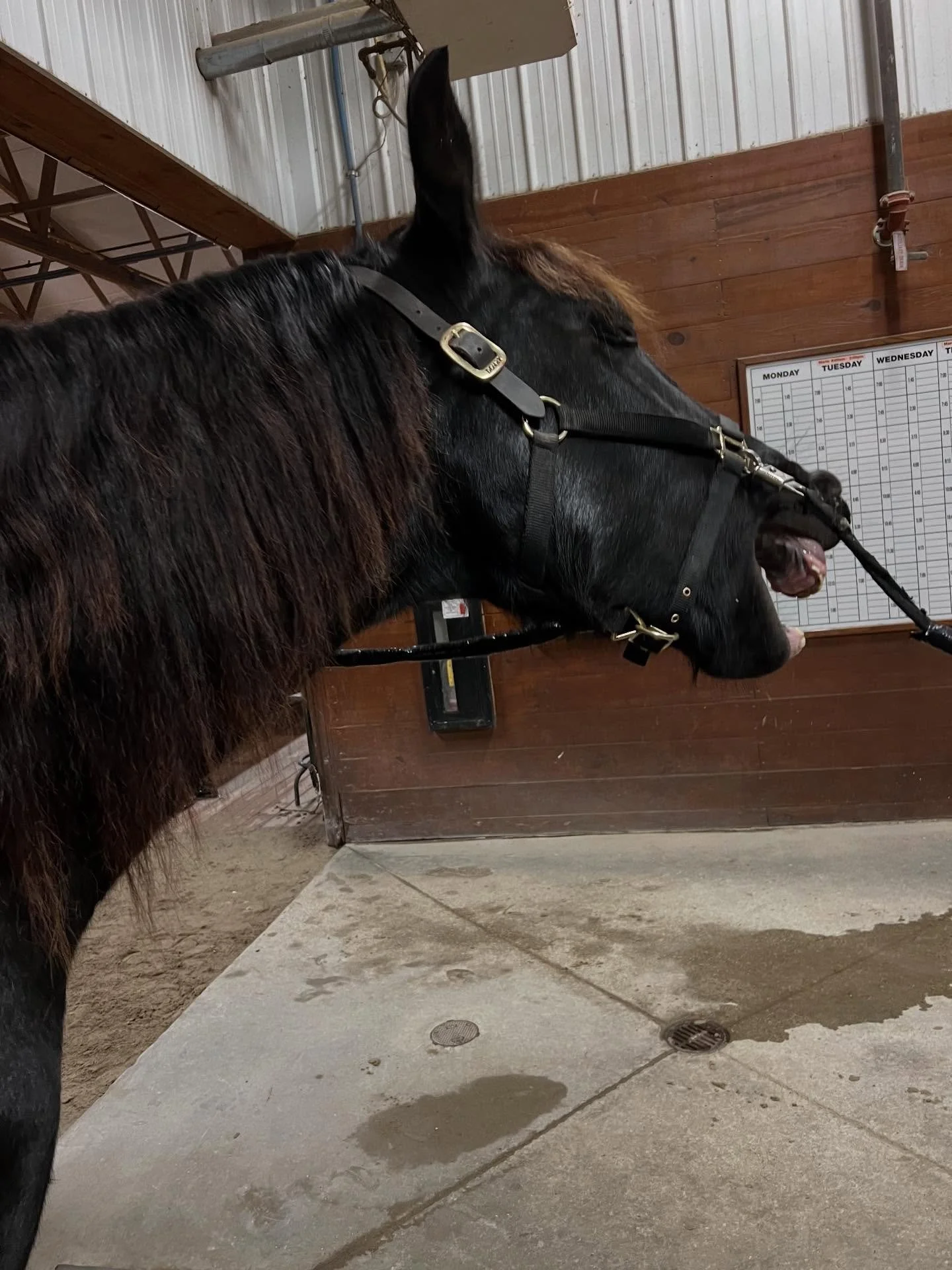 Denali says &ldquo;this thing called bodywork is actually really great! Mom helped me release blocked lymph nodes, balance my body, and re-connect my hind end to the rest of my body. I am feeling like a new horse!&rdquo;

It has been so rewarding see