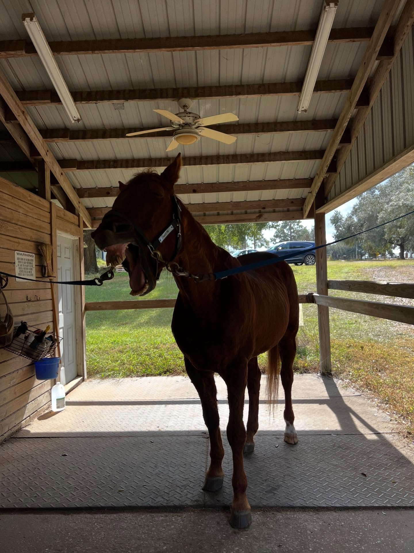 Nothing like working on some horses in the FL sunshine ☀️ 

#valkyrieequinebodywork 
#lovethejourney