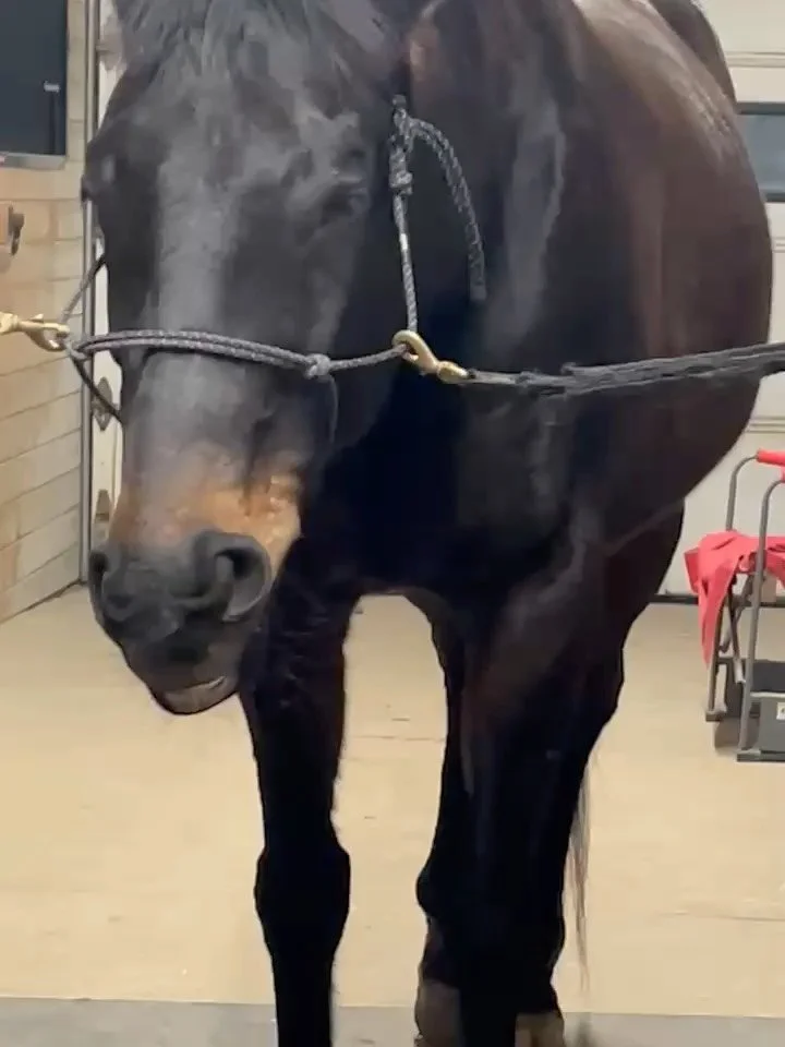 Oakley does not enjoy touching of his neck due to some neck arthritis. So, how do I handle that? By using my intention and directing my energy to help facilitate healing. Touching can sometimes be too much input into a system, and I have found that I