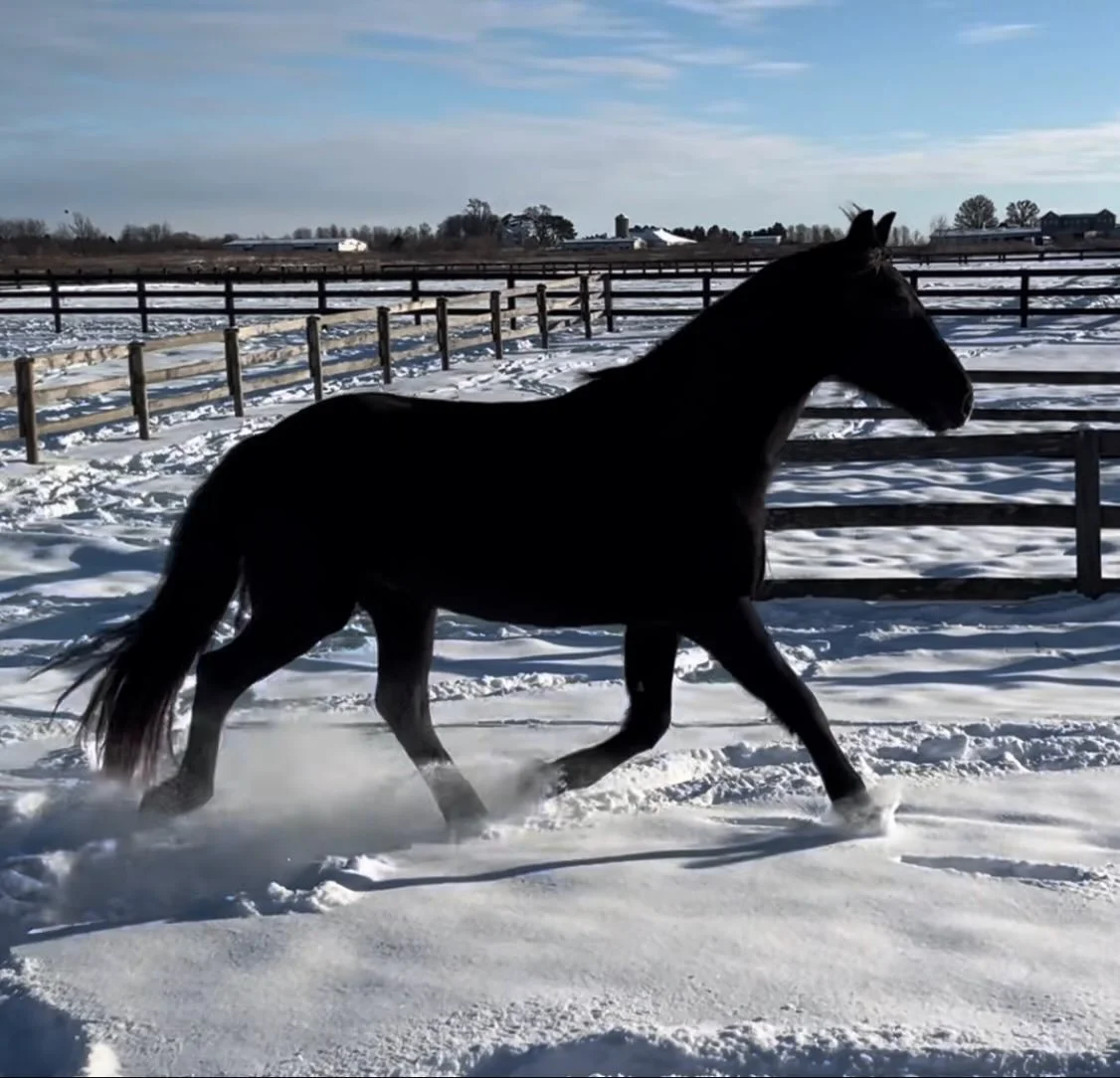 Happy National Day of the Horse! I am so blessed and grateful to not only help these magnificent beings feel the best, but also to have been the guardian to some amazing souls ❤️
