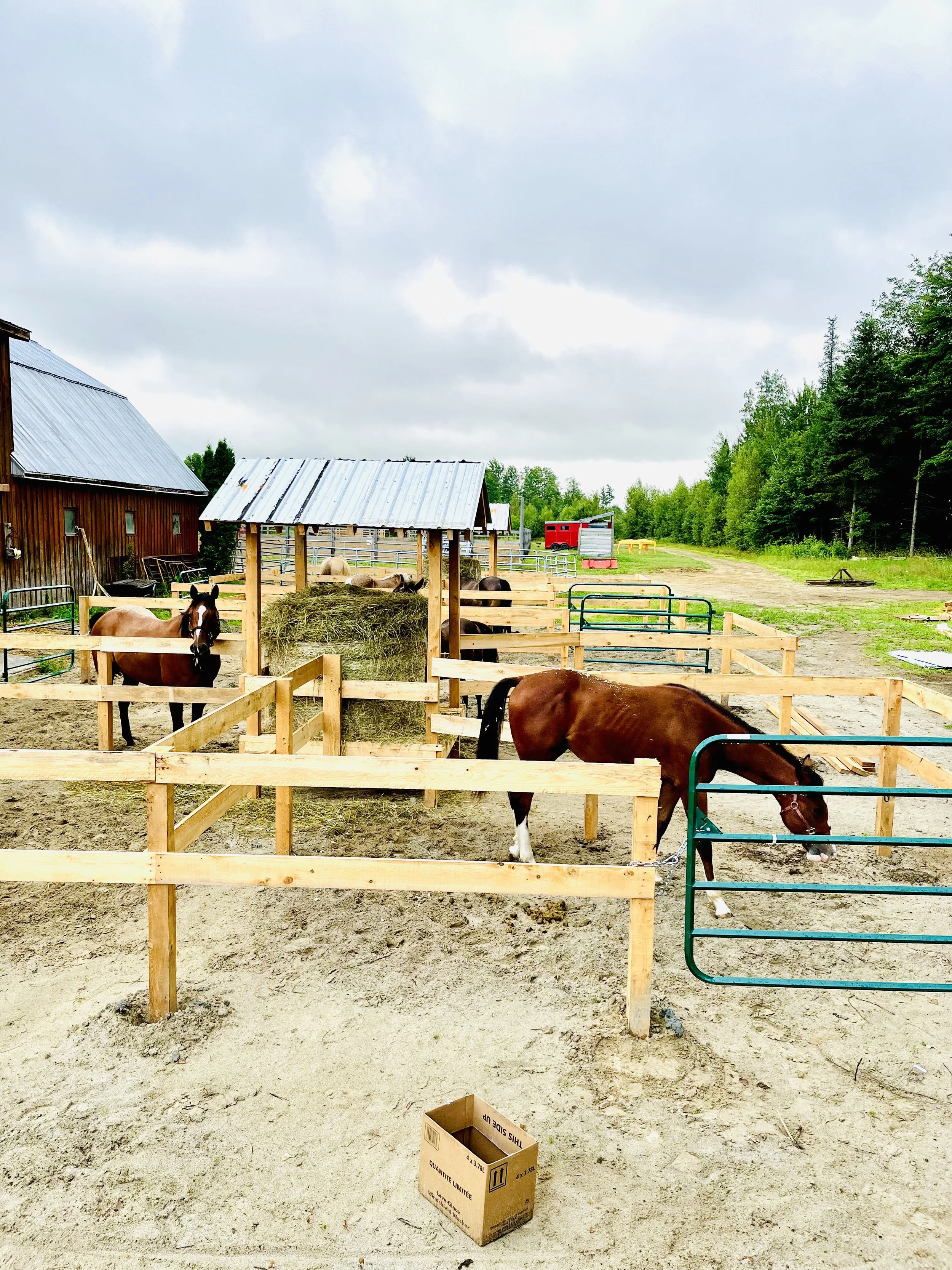 Pro-Nord Clôture, clôture en bois de pruche
