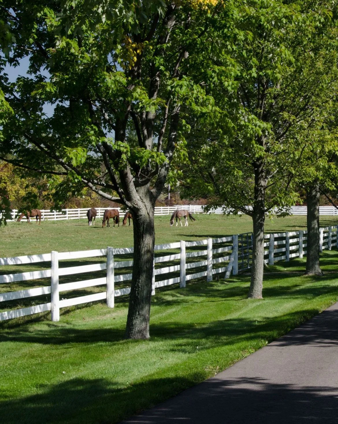 Pro-Nord Clôture, clôture pvc