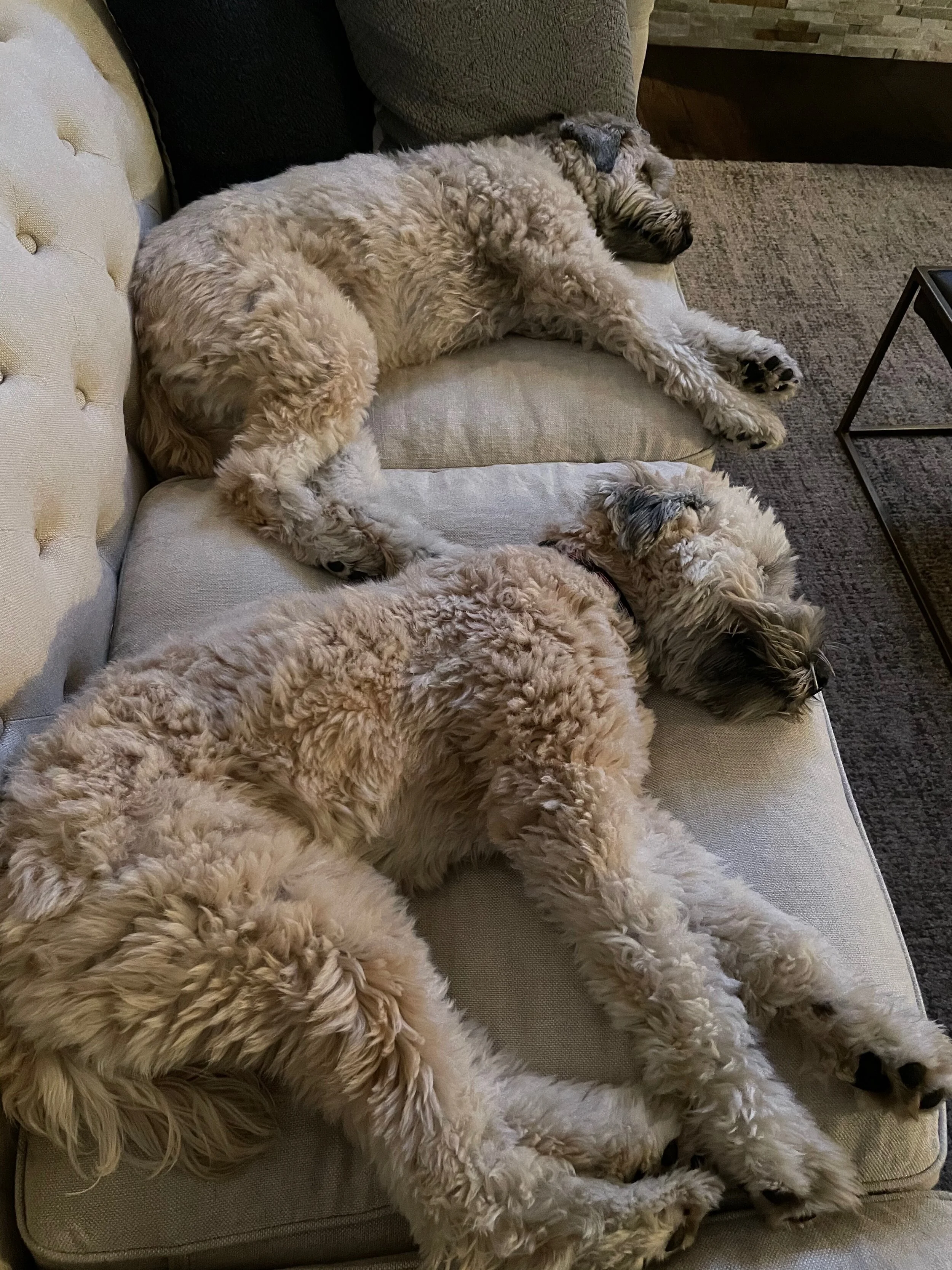 Dogs, History and a German Immigrant