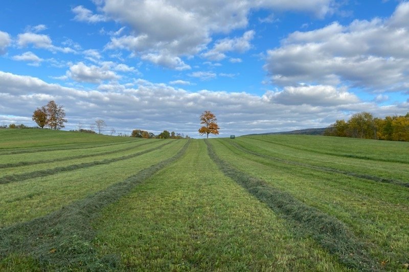 Winkleblech Fields - History