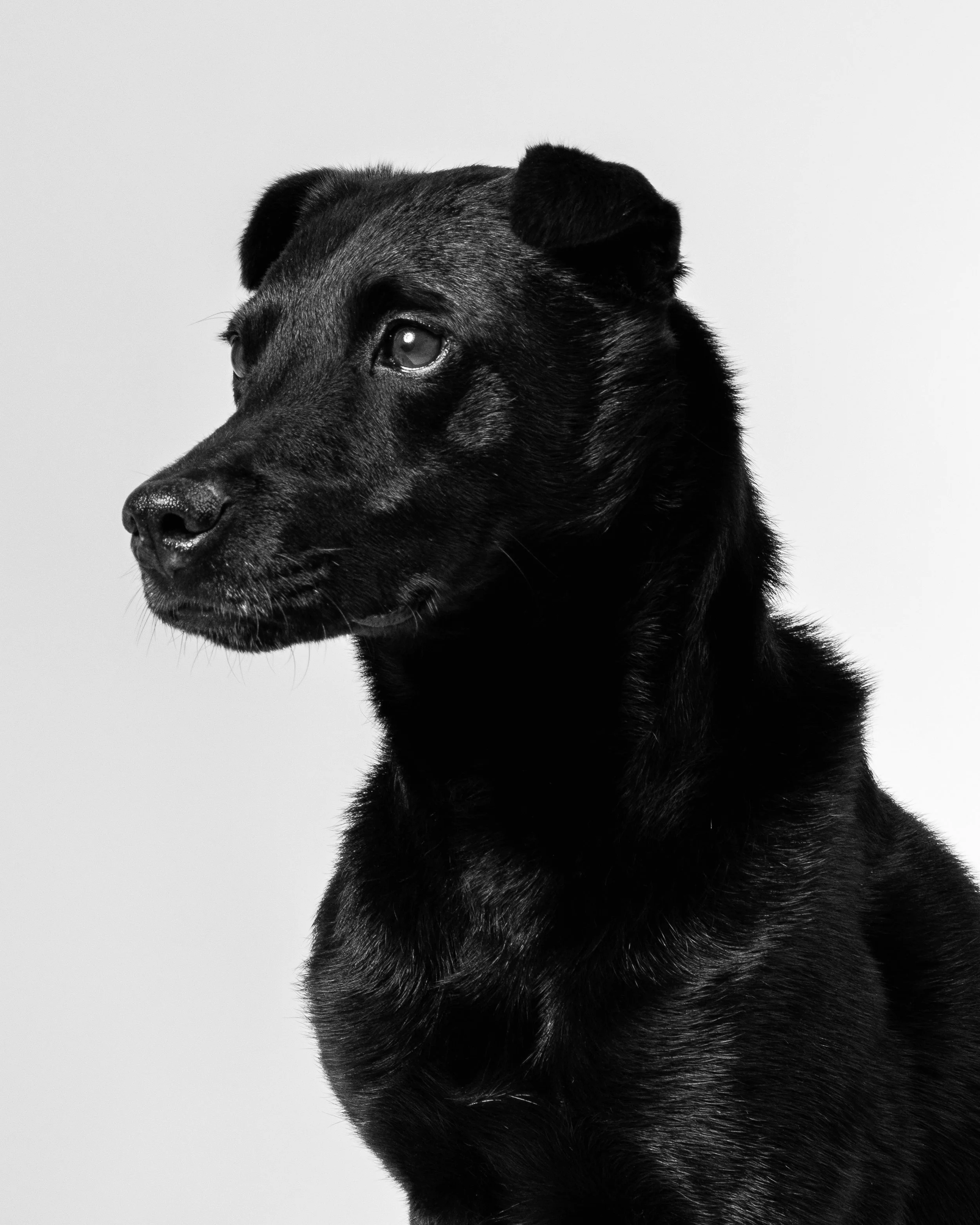 DANDY_1921_ copy.jpg