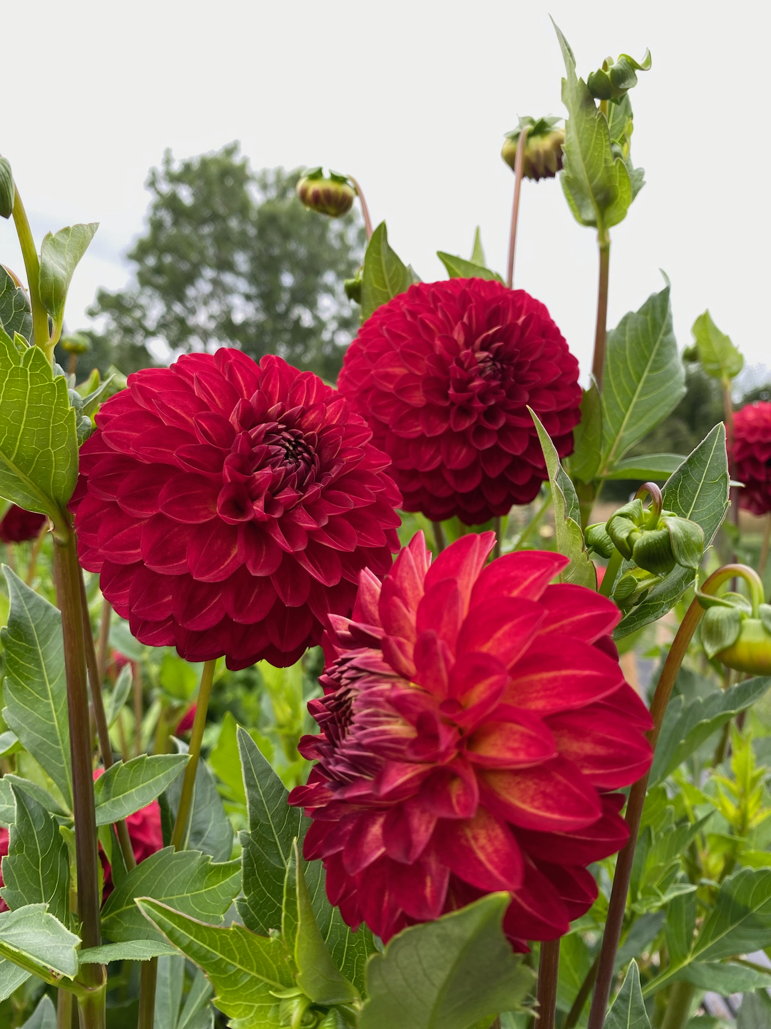 red dahlia tahoma vivian michigan