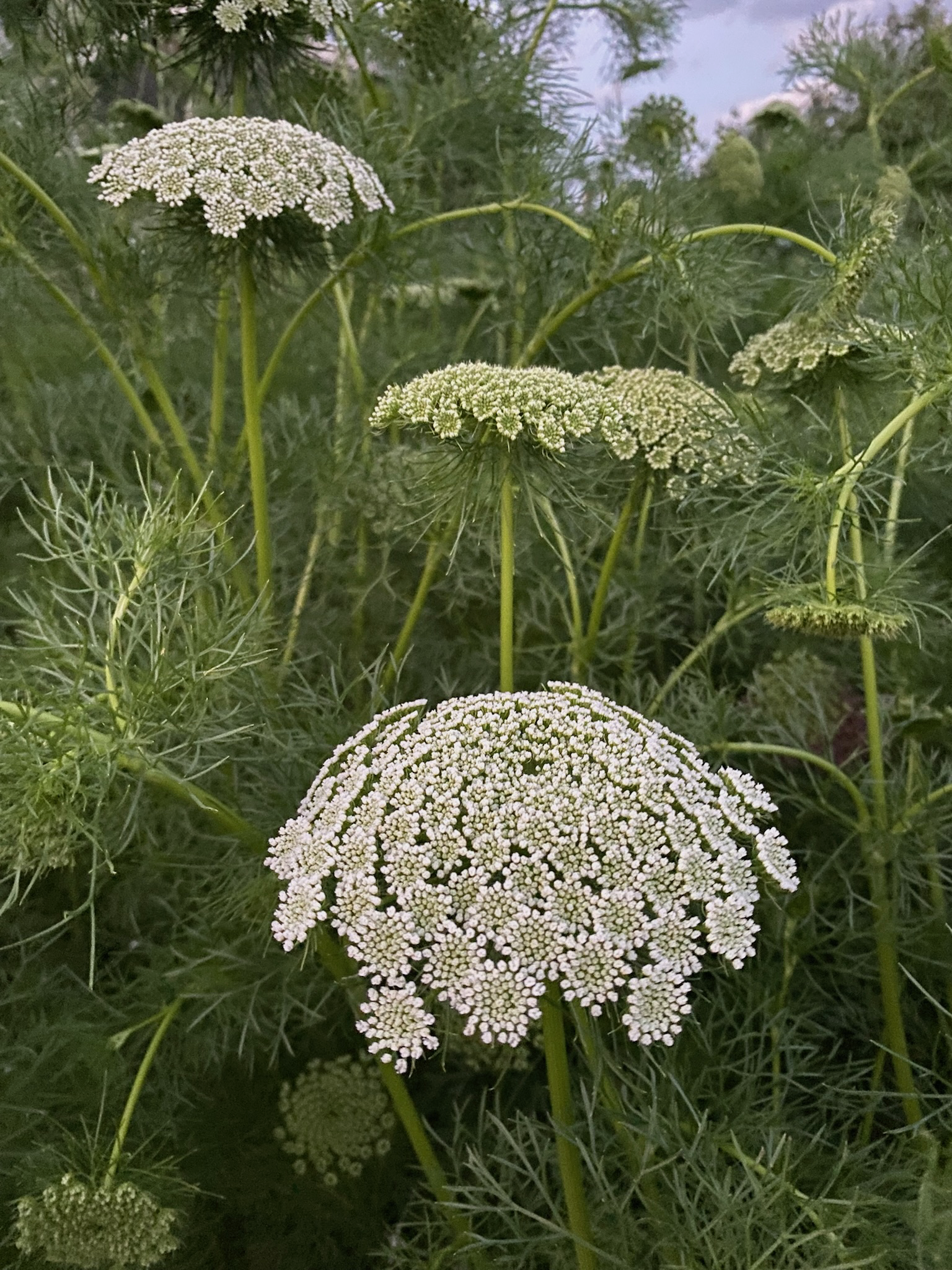 ammi queen anne's lace eds garden shed michigan
