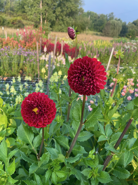 Cornel Dahlia Tuber