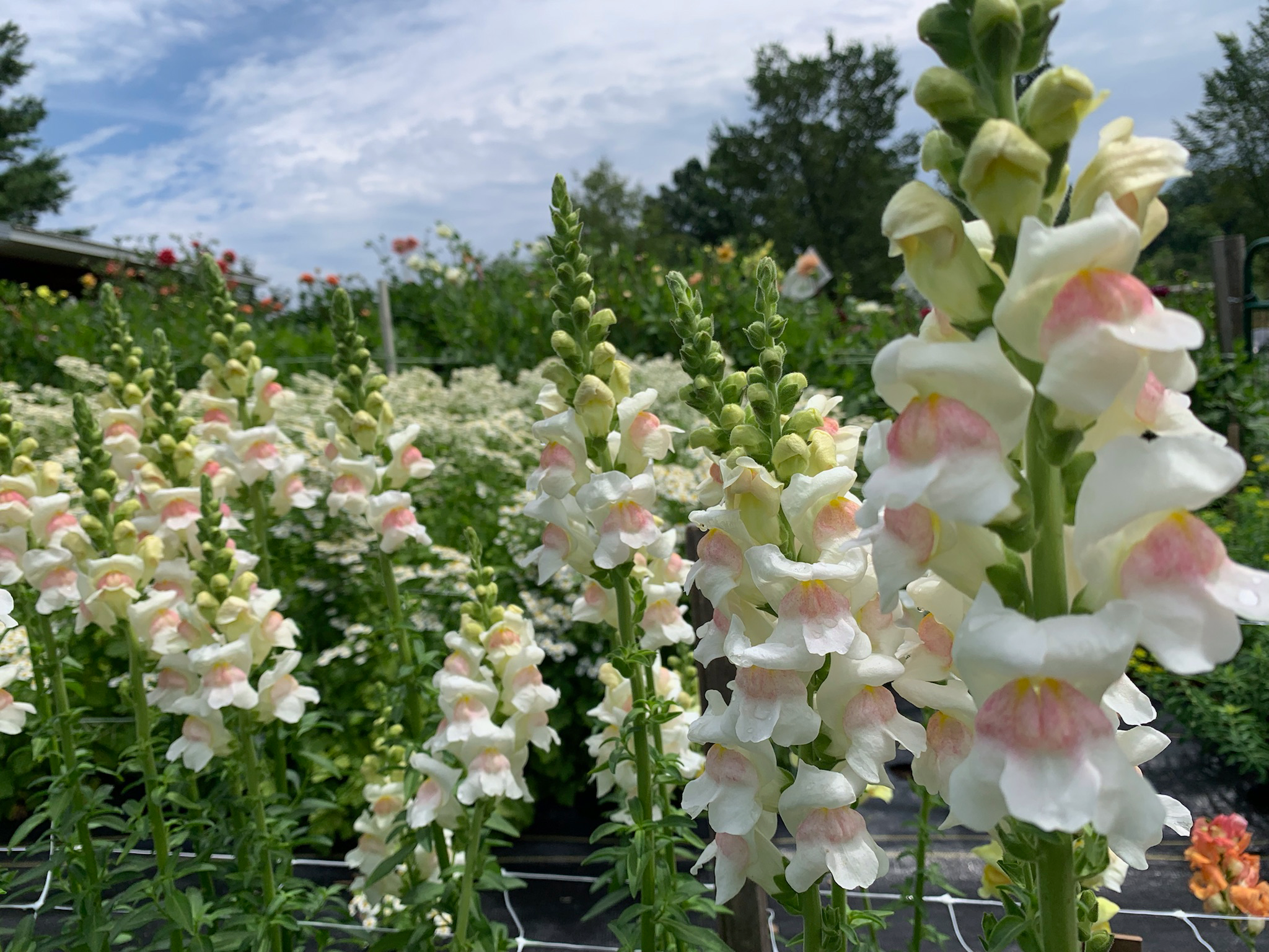 snapdragon michigan flower farm
