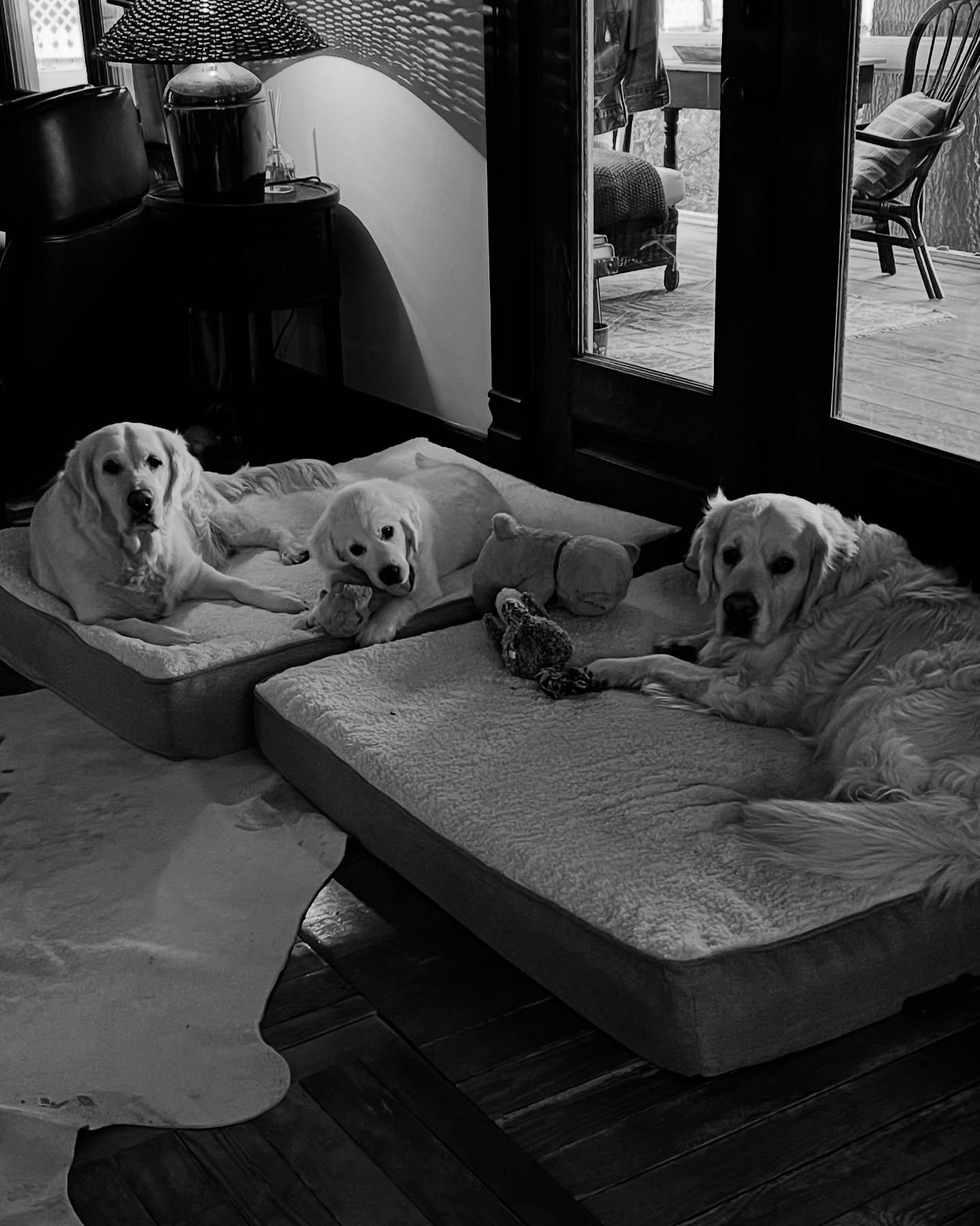 Cutest dog family ever on their mattress &hellip;.who needs a dog bed when you can have a dog mattress!!! 😂🤣😂🤣😂🤣😂

#englishgoldenretriever #dogfamily #englishgoldenretrieverpuppy