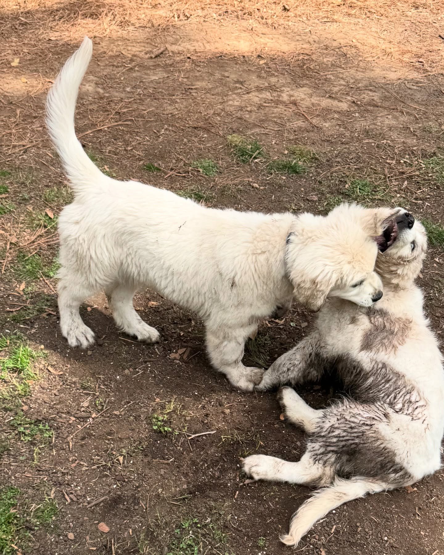 When your sister with bad water bowl habits, comes over to play🐾

#sadler #stella #muddog #englishgoldenretriever