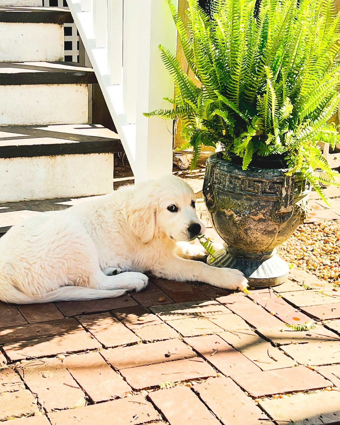 Fern doesn&rsquo;t stand a chance🌿🌿

#englishgoldenretriever #englishgoldenretrieverpuppy #spoiled #florence #sadler