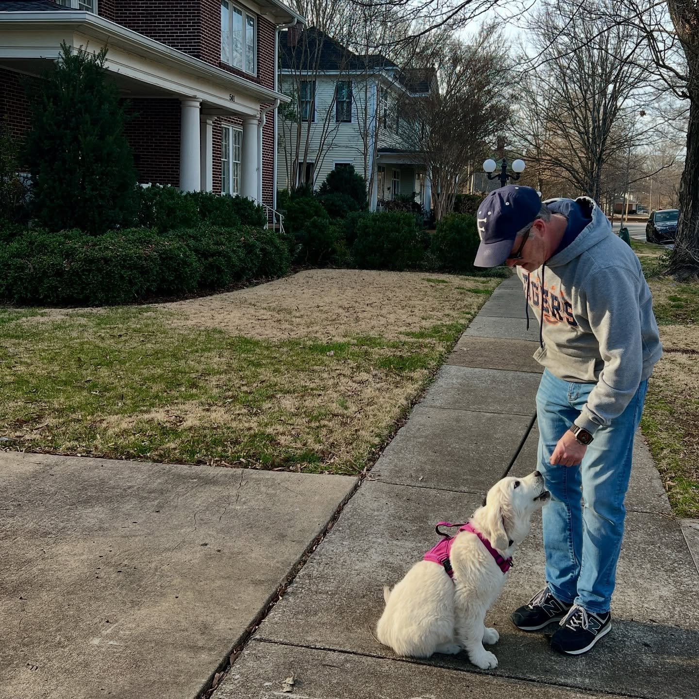 Sadler working on her leash training. 🦮🐾🦴💞

#sadler #sevenspringsgoldens #englishgoldenretriever #englishgoldenretrieverpuppy #florencealabama
