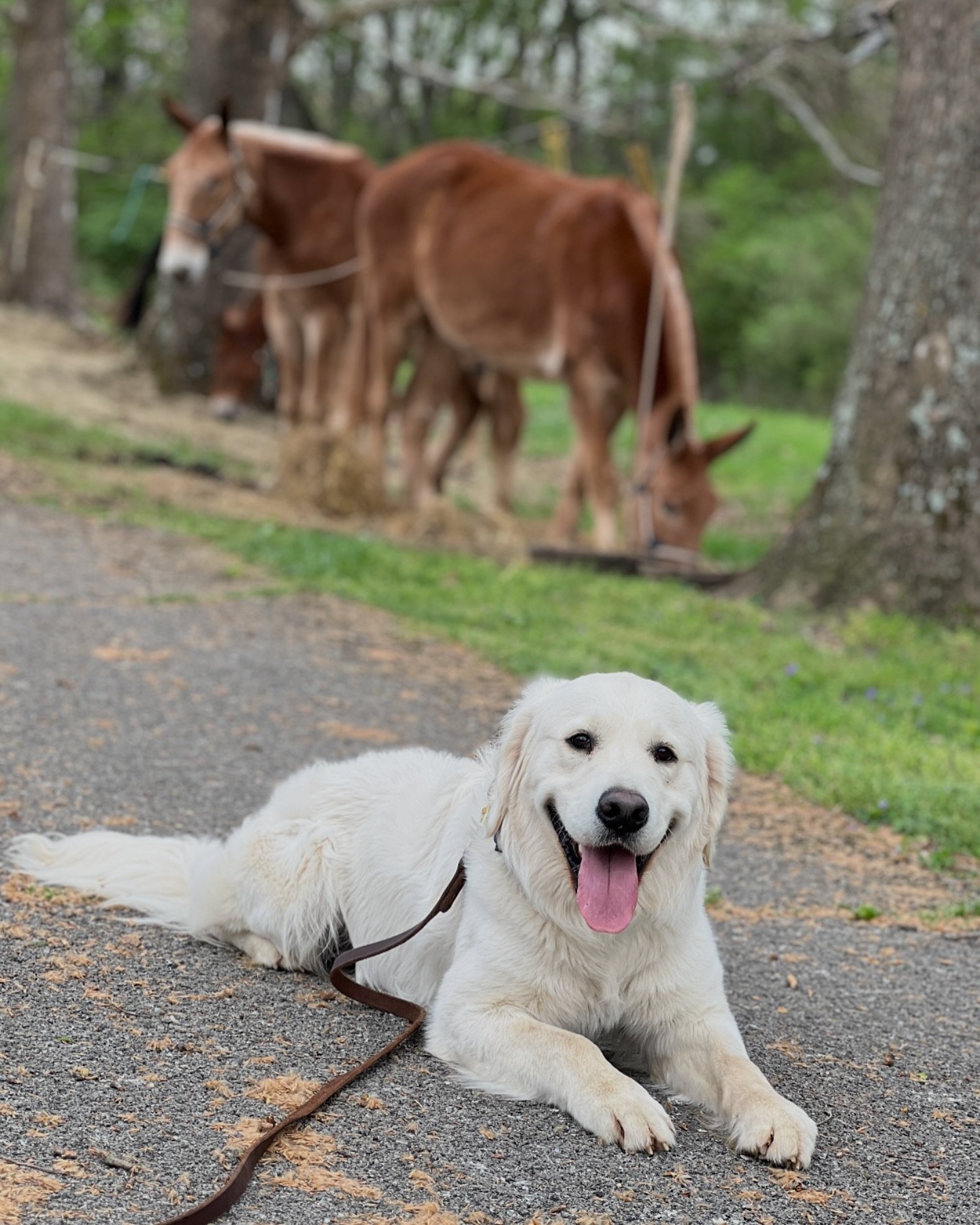 Thurgood, one of Buck and Yara&rsquo;s pups enjoying Mule Day 🫏

#columbiatn #englishgoldenretriever #muleday