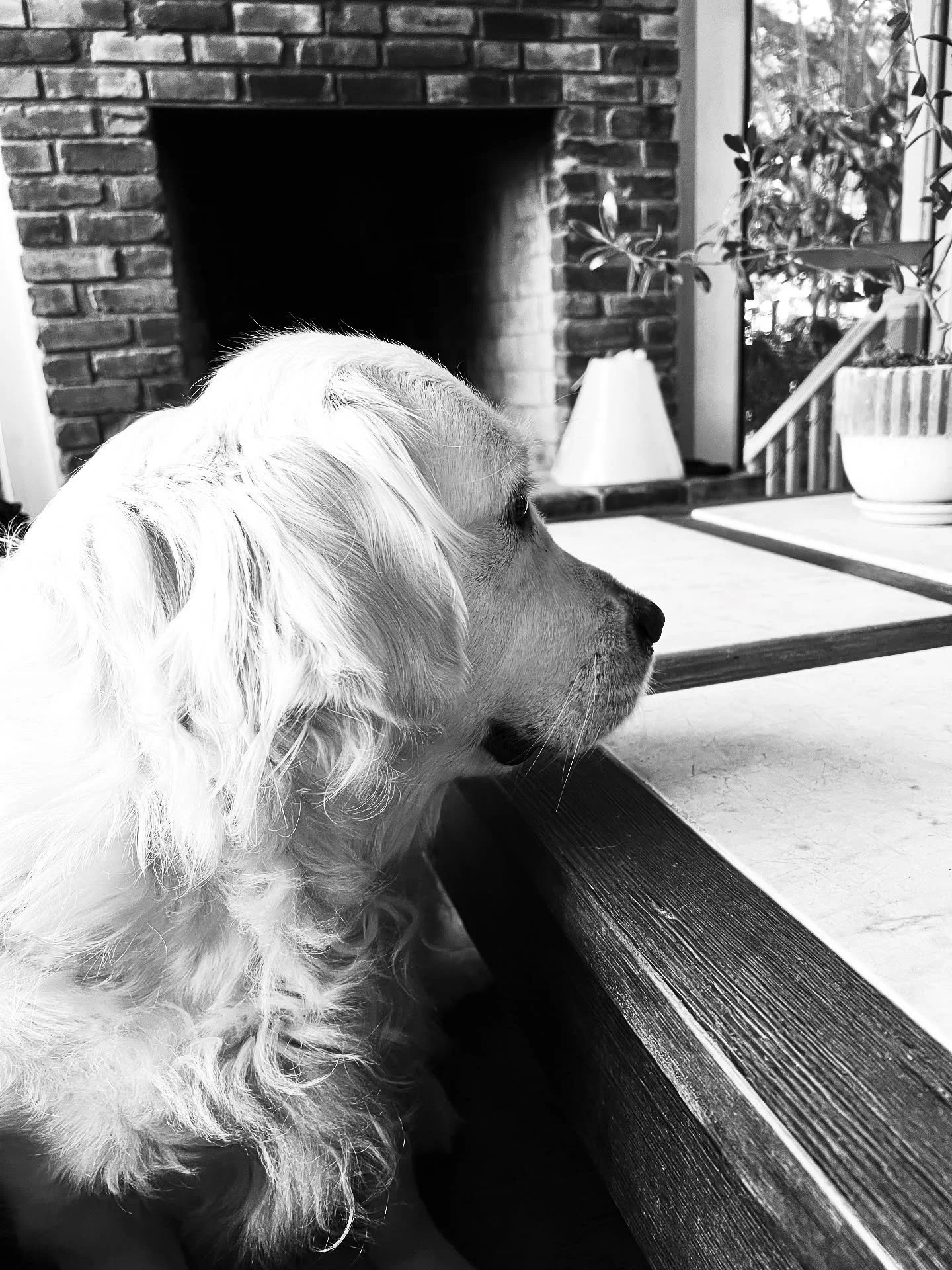 Sweet Beautiful Evie

#englishgoldenretriever #sevenspringsgoldens #goldensoﬁnstagram #evie #florencealabama