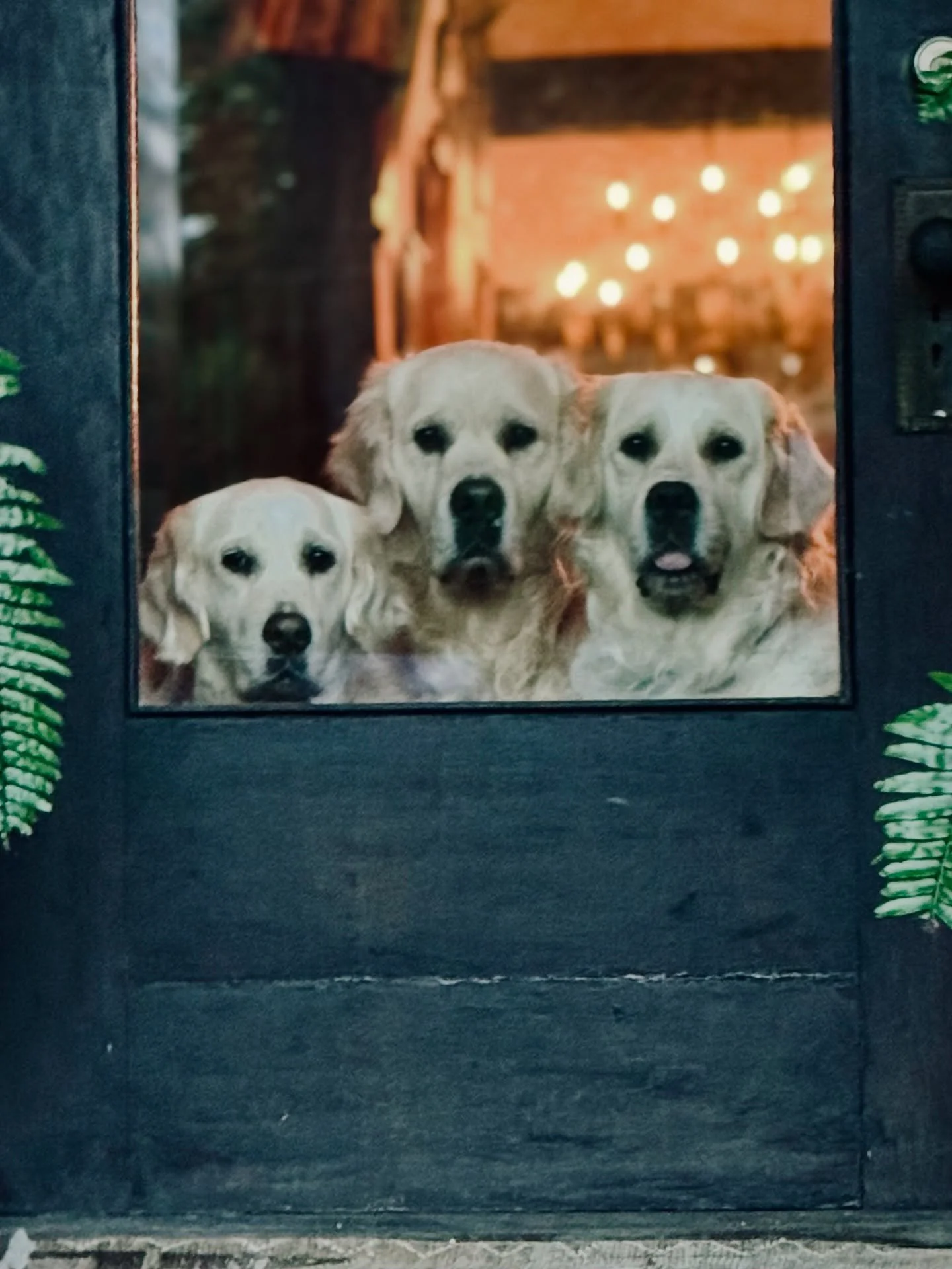 The OG&rsquo;s
Yara Buck Evie

#sevenspringsgoldens #englishgoldenretriever #goldensofinstagram #florence #alabama