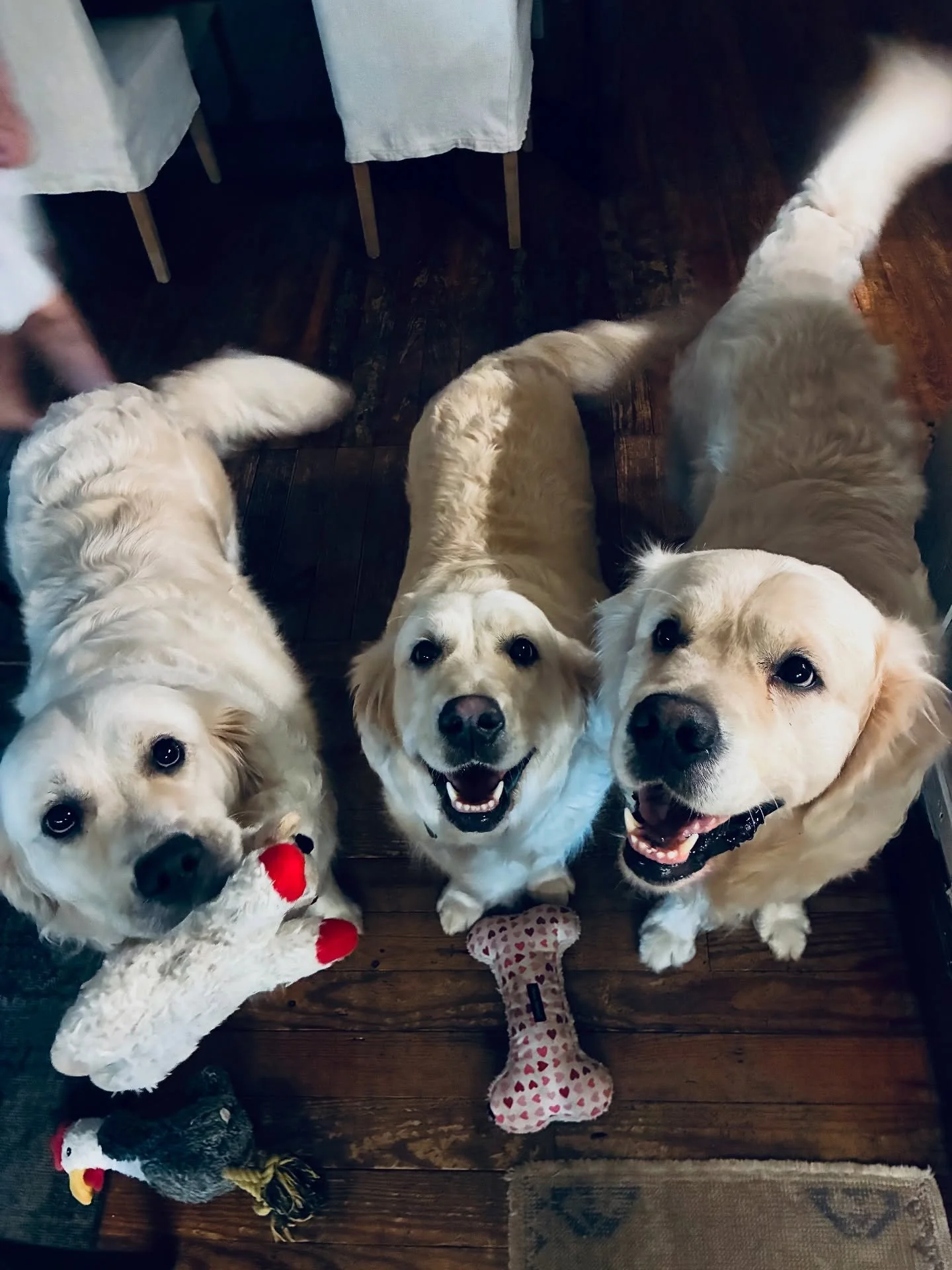 Hey There! 💗💕💙

#englishcreamgoldenretriever #sevenspringsgoldens #evie #yara #buck #florencealabama