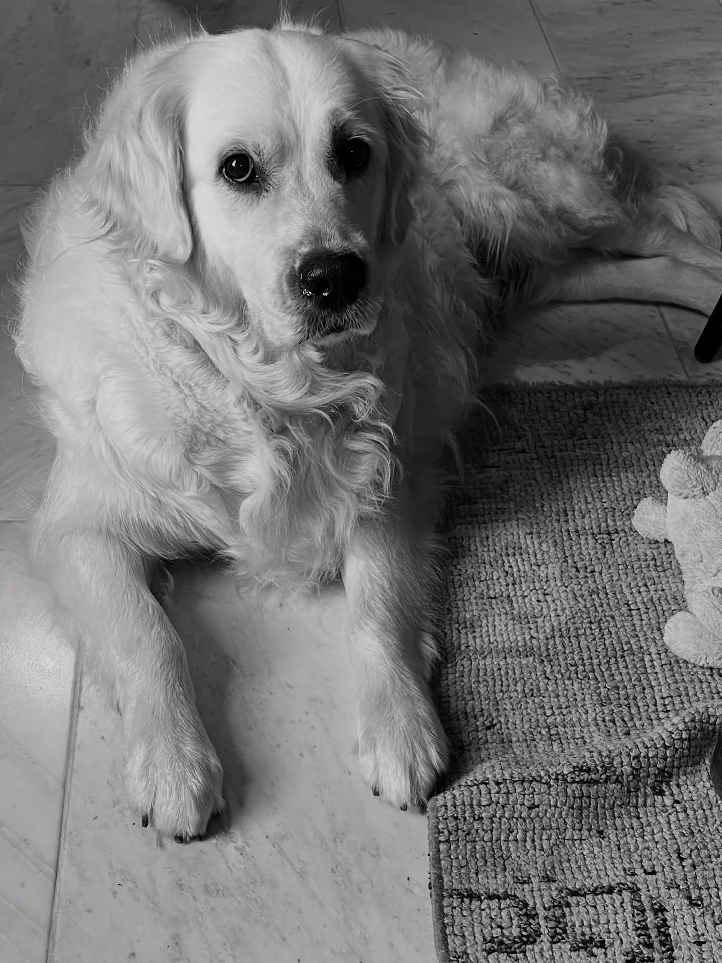 Beautiful Evie

#englishgoldenretriever #sevenspringsgoldens #evie #goldenretrieverworld #columbiatn