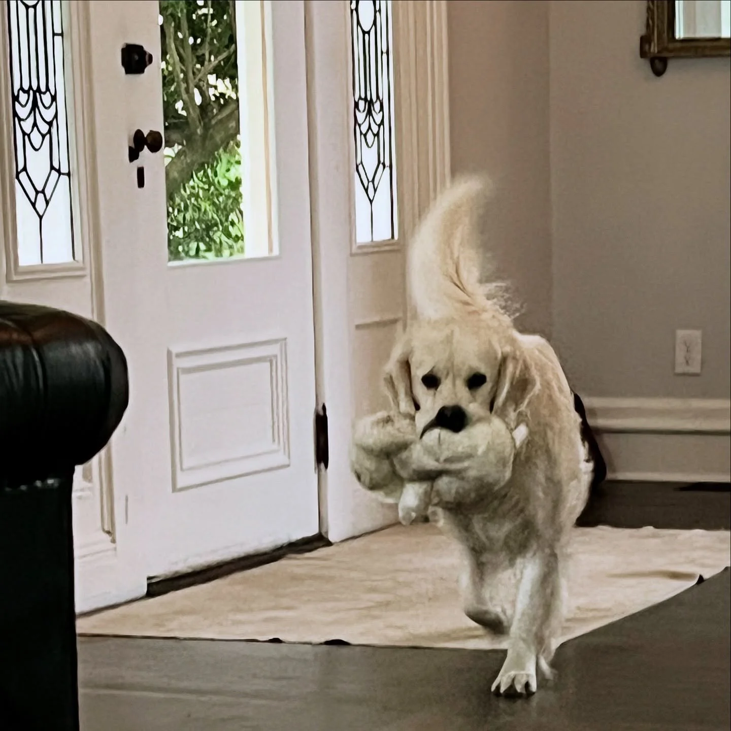 Buck 
The best boy 🌟

#englishcreamgoldenretriever #buck #goldenretriever #columbiatn