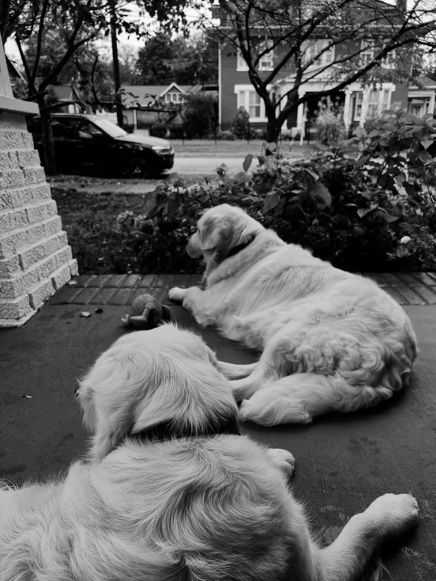 They just want to be where their people are💙
#loyal #adaptable #wheretonext #yara #evie #englishgoldenretriever #porchtime #sevenspringsgoldens #ecgr #goldenretriever