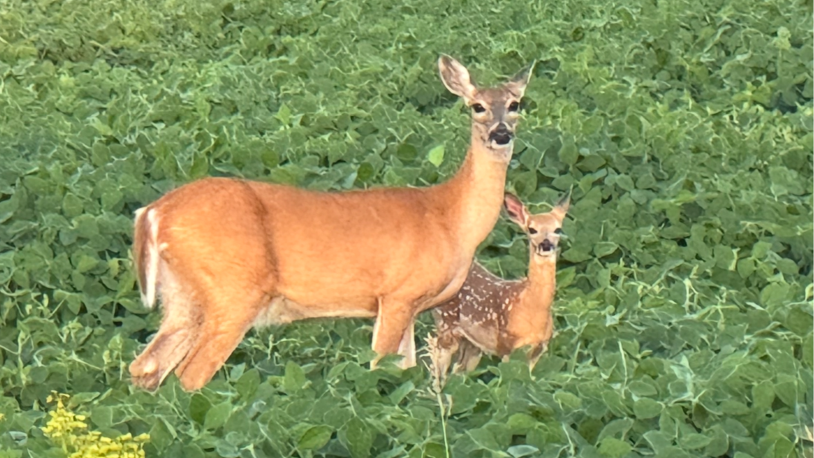 Doe and fawn representing experiencing God's love in worship, from Christian testimony God's love forgiveness.