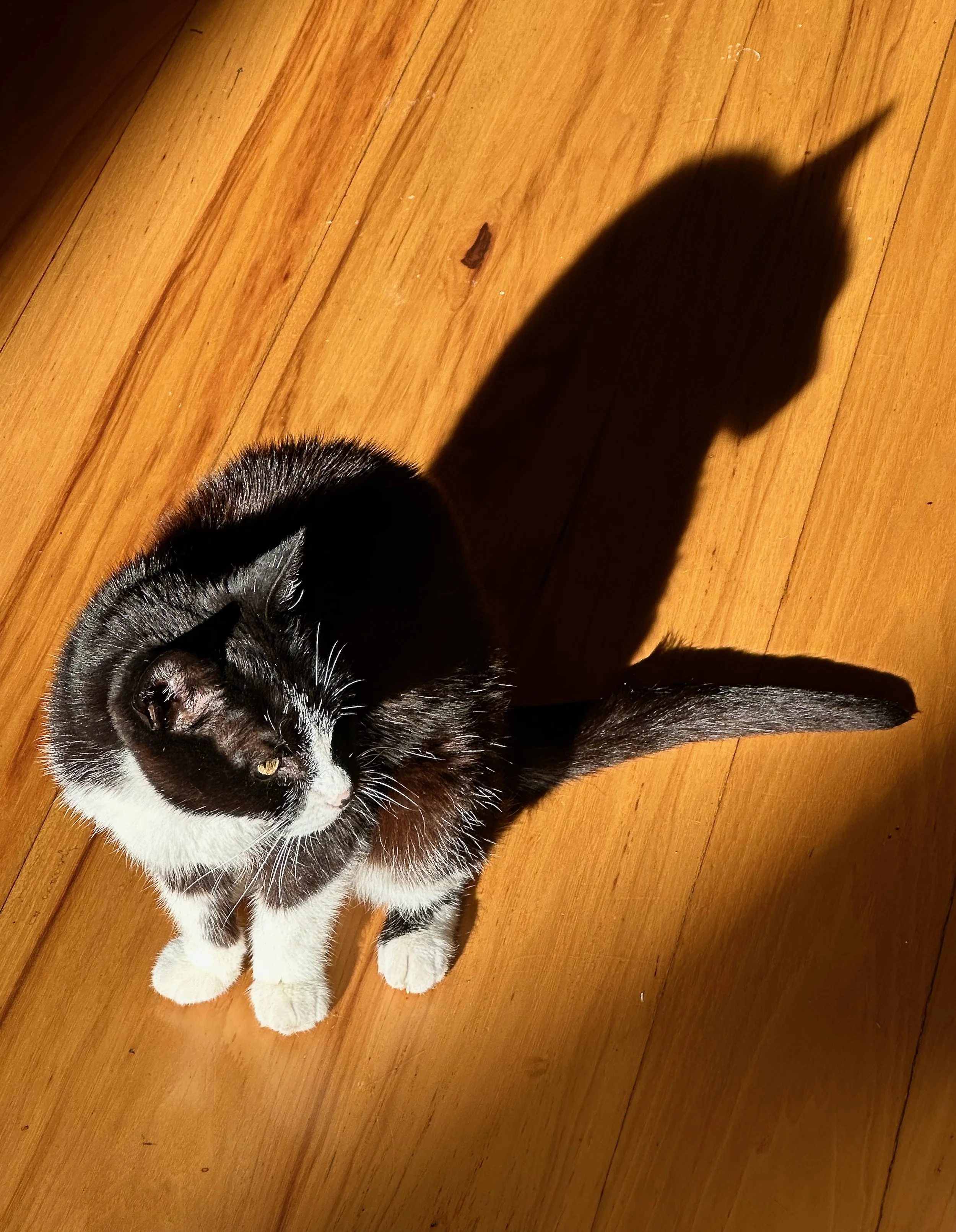 The Brilliance of Shadows