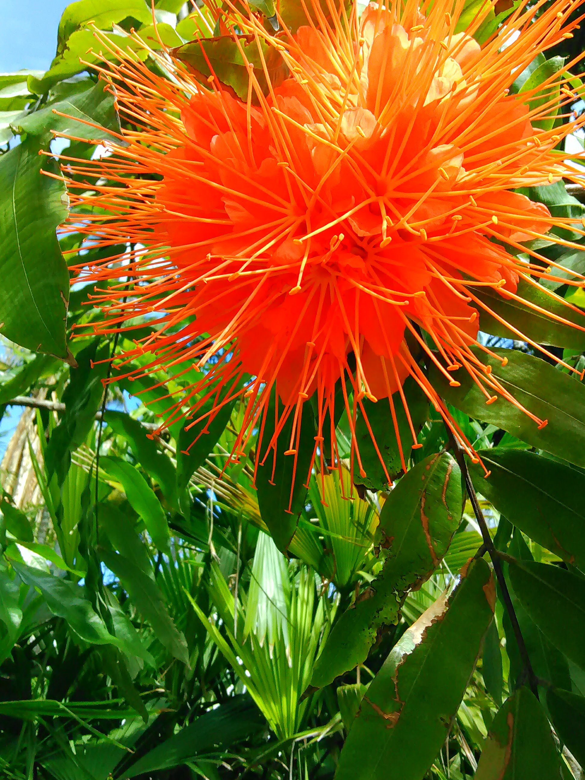 Bright orange exotic flower with long, thin petals and spindly stamens surrounded by green leaves.