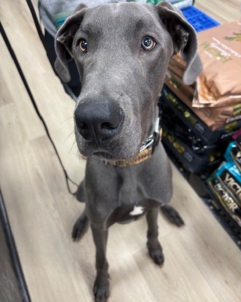 Daylight Savings really said, &ldquo;I&rsquo;ll just take that hour.&rdquo;

Luca has been awake for 12 minutes and already needs:
☕ A coffee the size of himself
🦴 Several emotional support treats

Might as well stock up while we&rsquo;re all here q