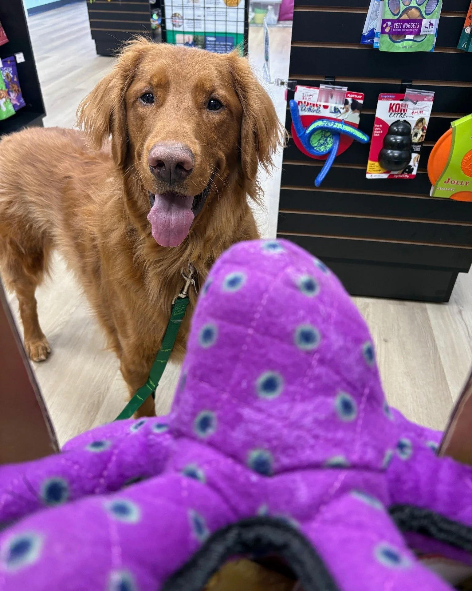 POV: You&rsquo;re about to experience ✨Golden Retriever Enthusiasm✨

Pickle says Wednesdays are for:
✔ Midweek zoomies
✔ Retail therapy
✔ Brand new toys

We support his decisions. 🐶🧸