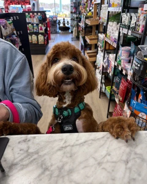 &ldquo;Hi there&hellip; I couldn&rsquo;t help but notice you don&rsquo;t have enough treats for the weekend.&rdquo;

Dolly&rsquo;s just looking out for you. 🐶✨