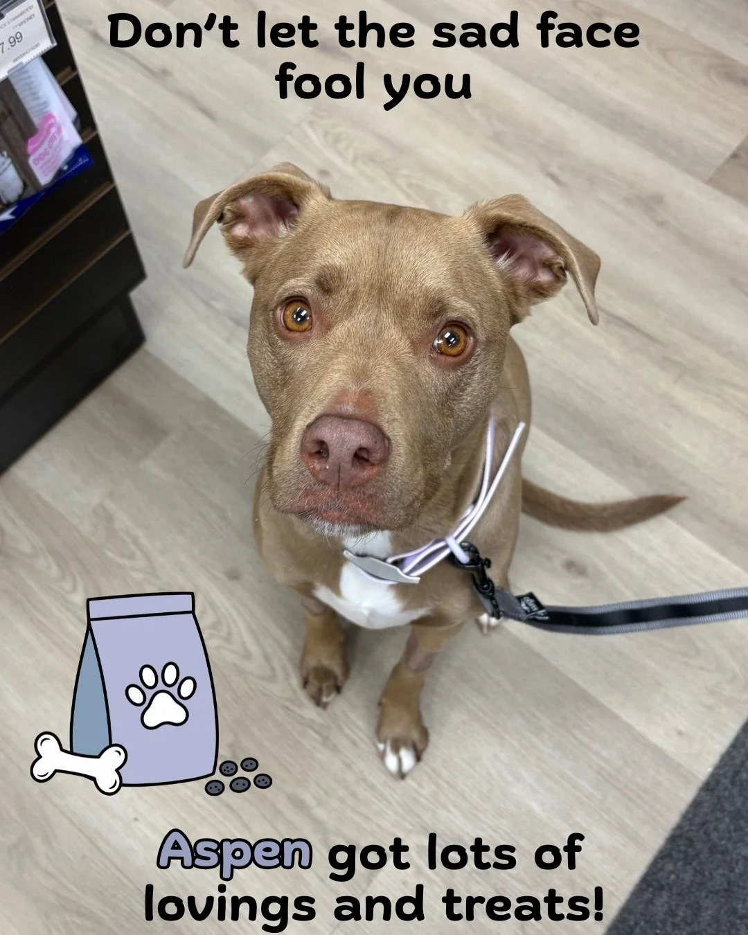 👀Don't let the sad face fool you, this sweet girl got lots of pets, loves, and treats on her visit!👀

We LOVE when our furry friends bring their humans shopping with them. 💛 There&rsquo;s nothing better than meeting all the wagging tails and happy