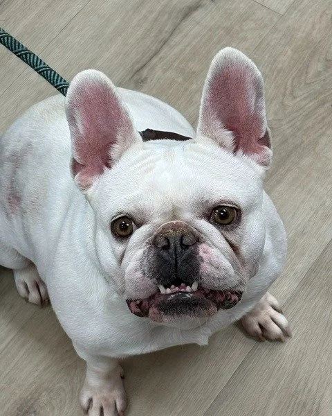 Friendly reminder from Tito (because he definitely won&rsquo;t forget 😉):
We&rsquo;ll be closed May 22nd&ndash;May 30th!

Swing by soon to grab treats, food, and toys so nobody gives you that look later. 🐶🐱