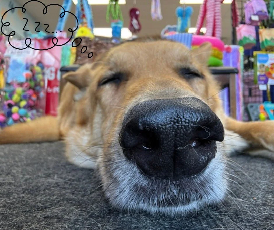 😴 When that alarm goes off on Monday morning, this is how we feel. 😴

Dexter, we all envy you.

Happy (Snoozy) Monday!