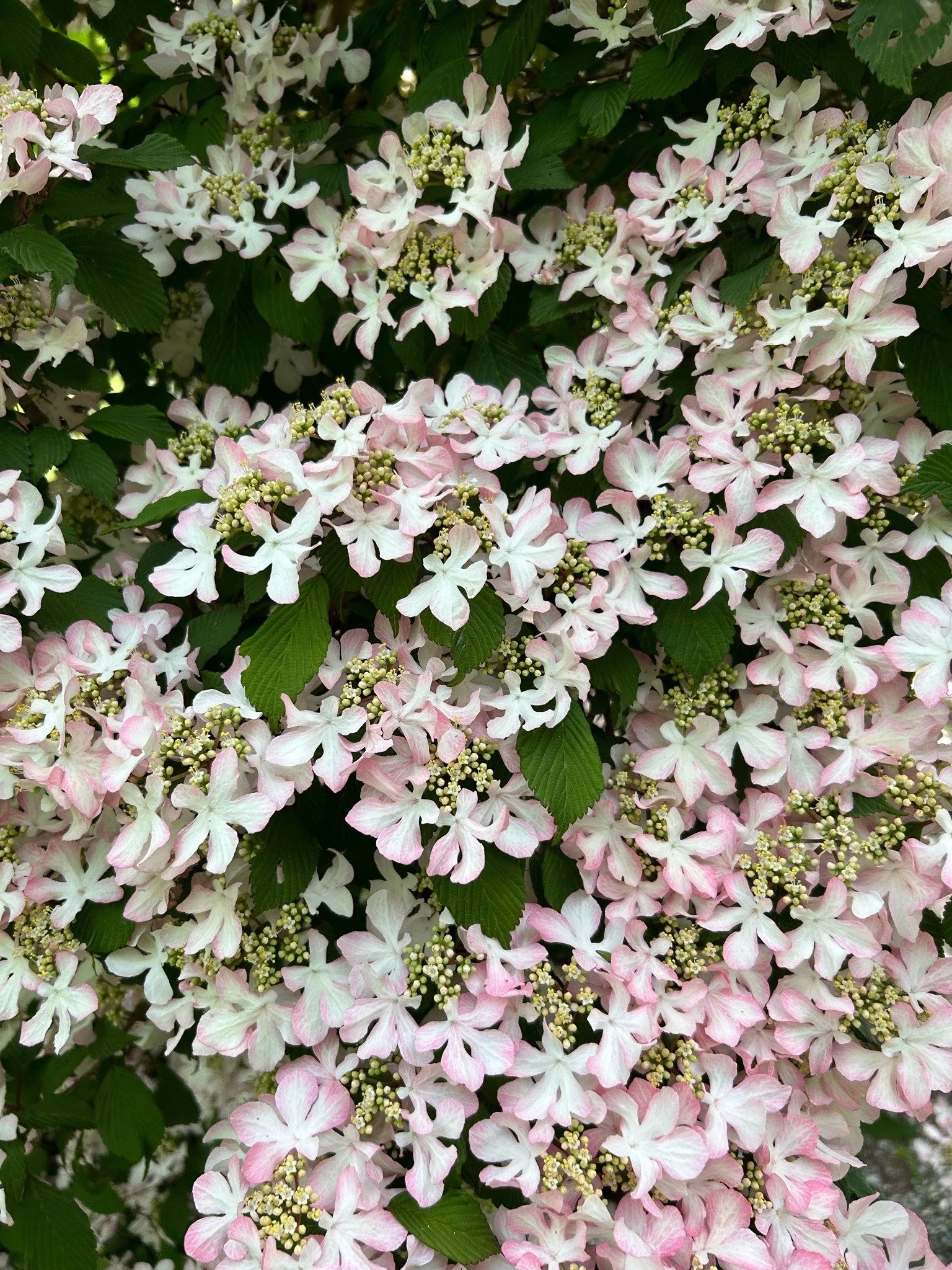 Tumblr_l_17812222382265.jpg