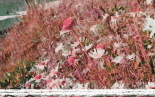 Tumblr_l_416600506955712.gif