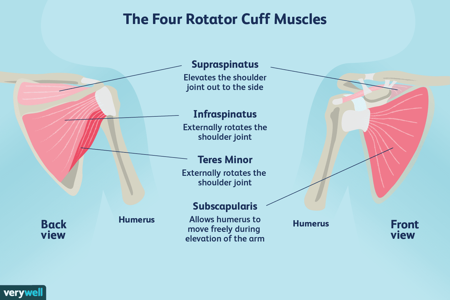 Rotator Cuff Tears, Rotator Cuff Syndrome, and Shoulder Restriction: Understanding the Causes, Symptoms, and Recovery