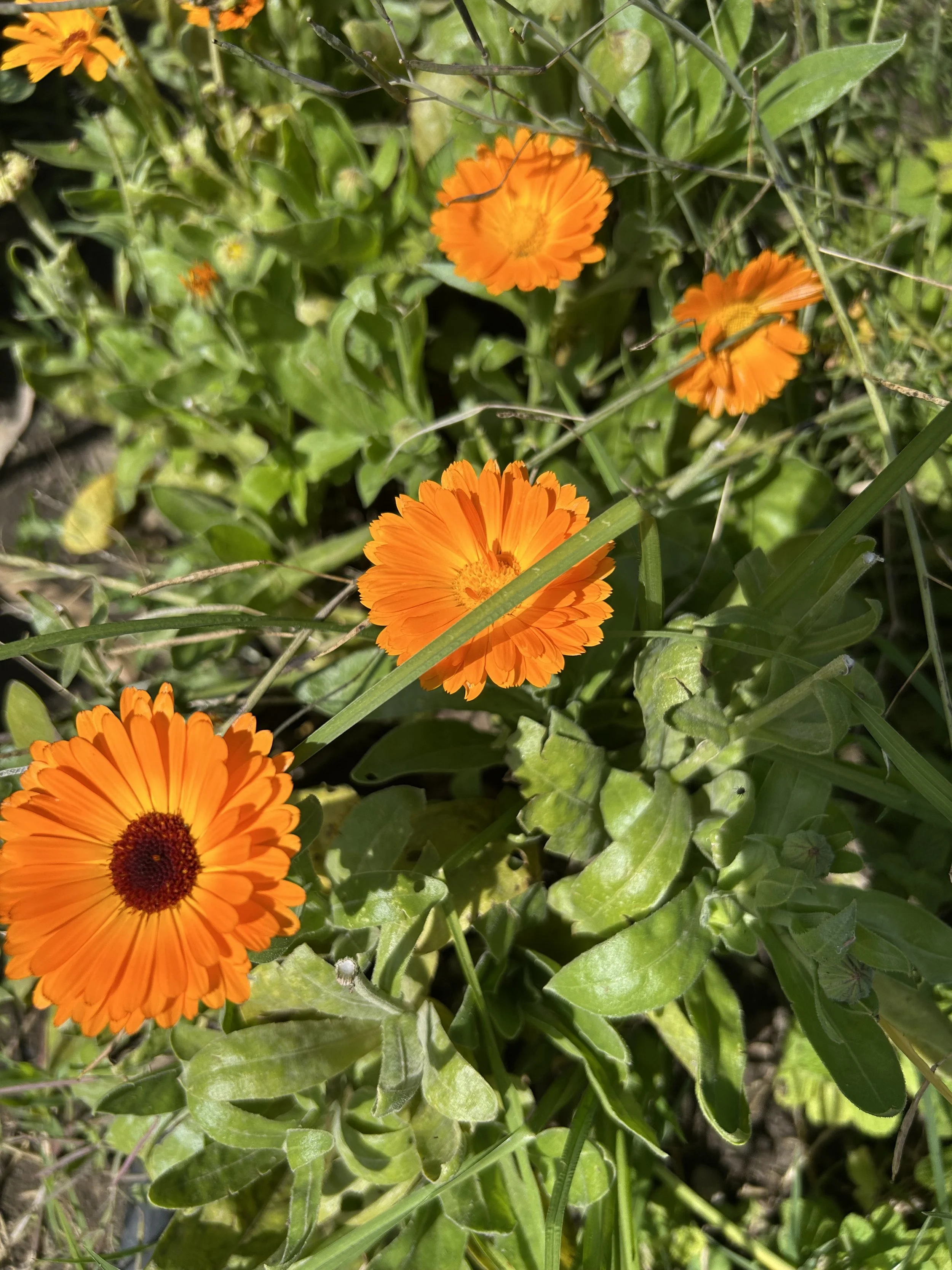IMG_2107.jpeg