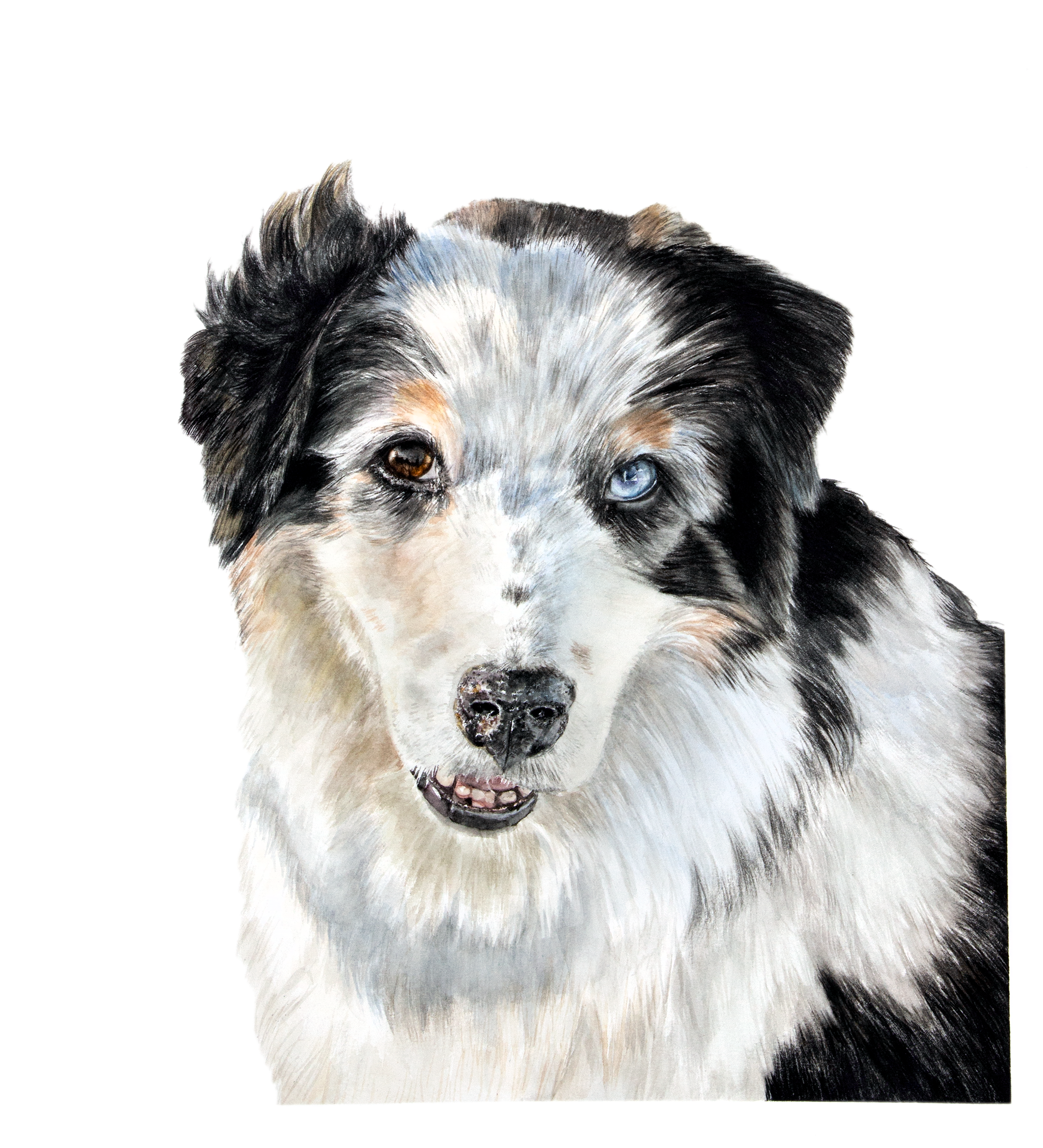 WinstontheAustralianShepherdFINAL.png