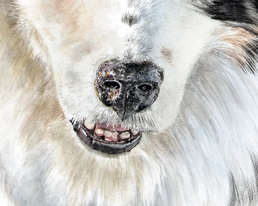 WinstontheAustralianShepherdFINAL.jpg