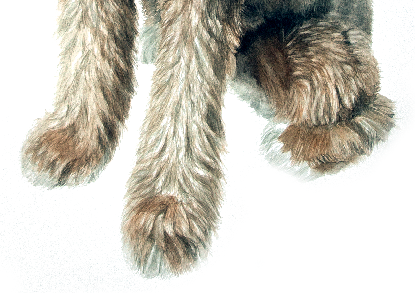BlütheCavapooDETAIL3.png