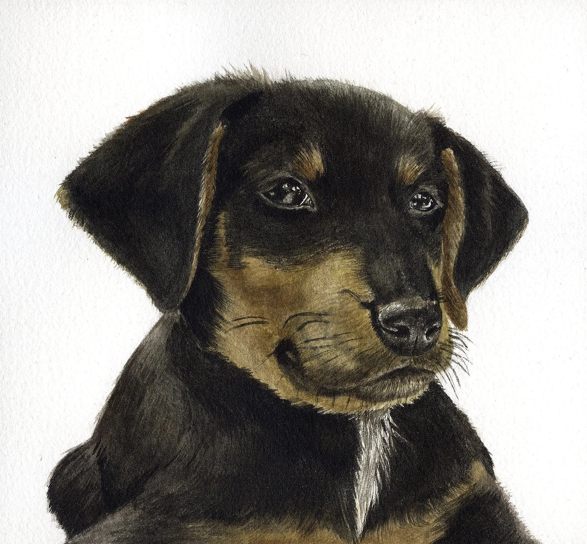 MiloTheGrumpyPuppyFINAL.jpg