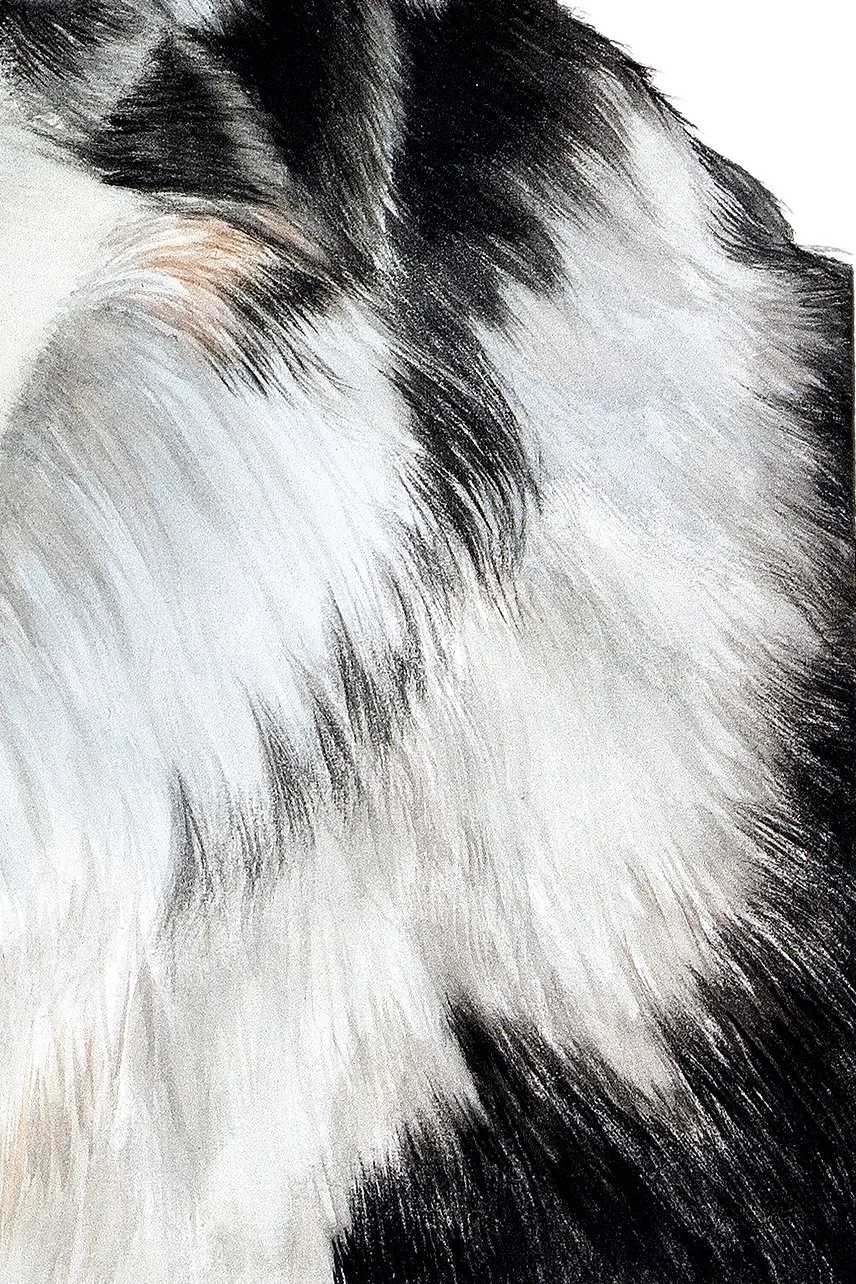 WinstontheAustralianShepherdFINAL.jpg
