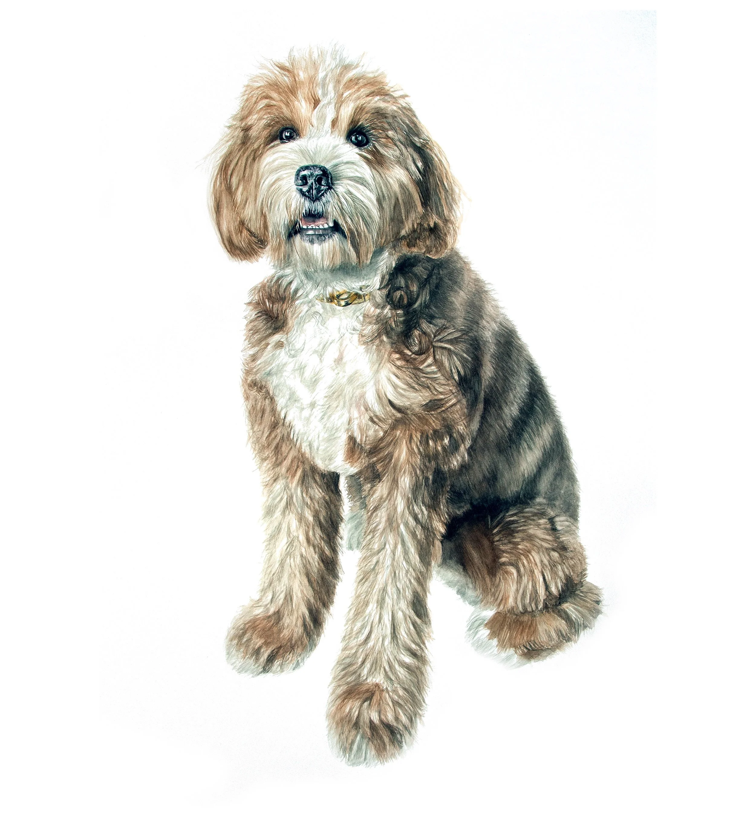 Bl%C3%BCtheCavapooFINAL.jpg