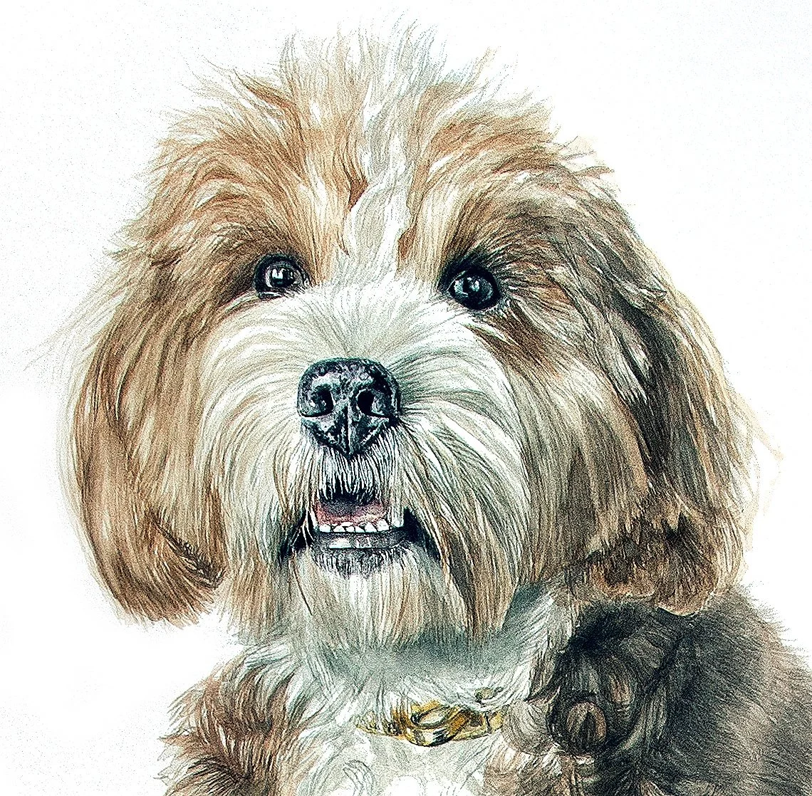 Bl%C3%BCtheCavapooDETAIL.jpg