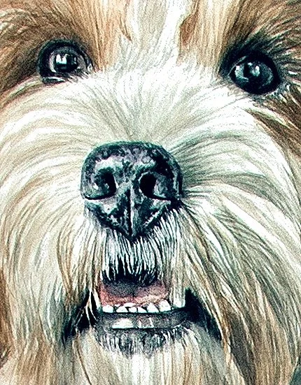 Bl%C3%BCtheCavapooDETAIL2.jpg