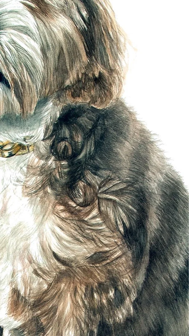 Bl%25C3%25BCtheCavapooFINAL.jpg